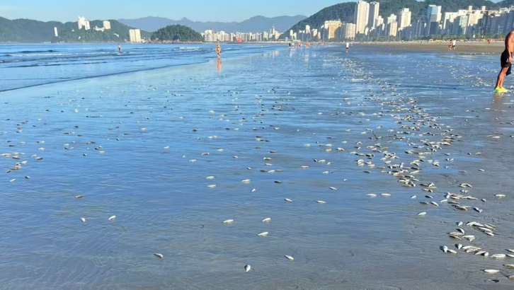 Centenas de peixes aparecem mortos em praias do litoral de SP