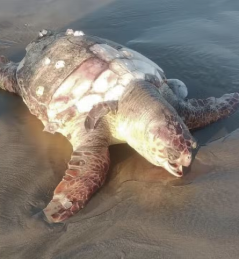 Tartarugas-verdes resgatadas e cuidadas no Aquário de Santos são devolvidas ao mar