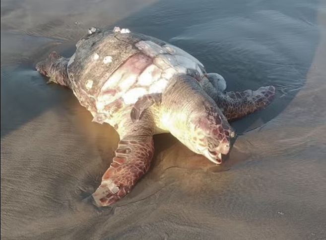 Tartaruga de 54 quilos e ameaçada de extinção é encontrada morta em Praia Grande
