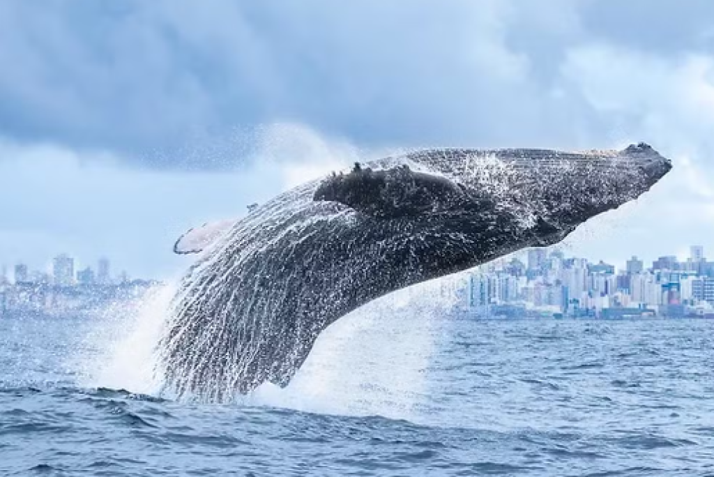 Pescadora flagra momento em que baleia-jubarte salta em alto-mar no litoral de SP