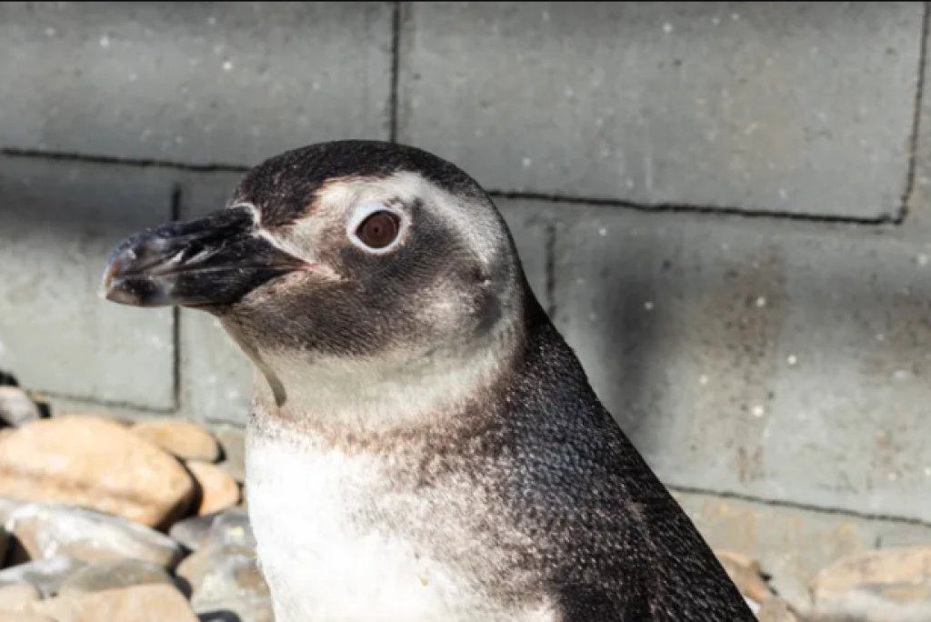 Pinguim debilitado é resgatado após ser encontrado por turistas em praia de Ubatuba