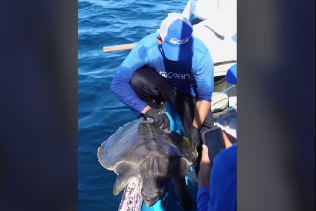 Equipe de limpeza do oceano salva tartaruga presa dentro de colchão; veja