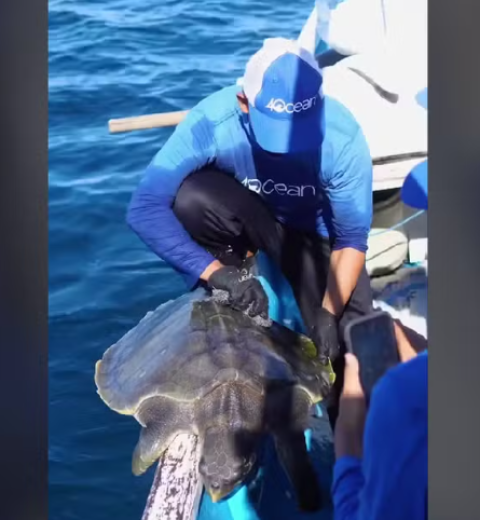 Tartarugas e golfinhos são encontrados mortos no litoral de SC
