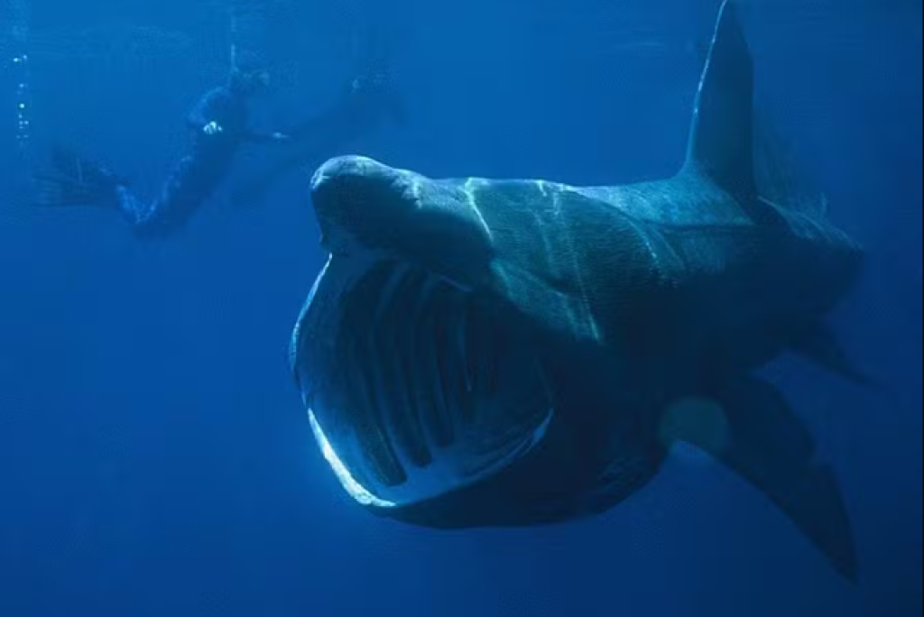 Câmera flagra colisão de barco com tubarão-elefante de 7 metros; veja