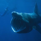 Tubarão pula em cima de barco e assusta pescadores na Nova Zelândia; veja vídeo