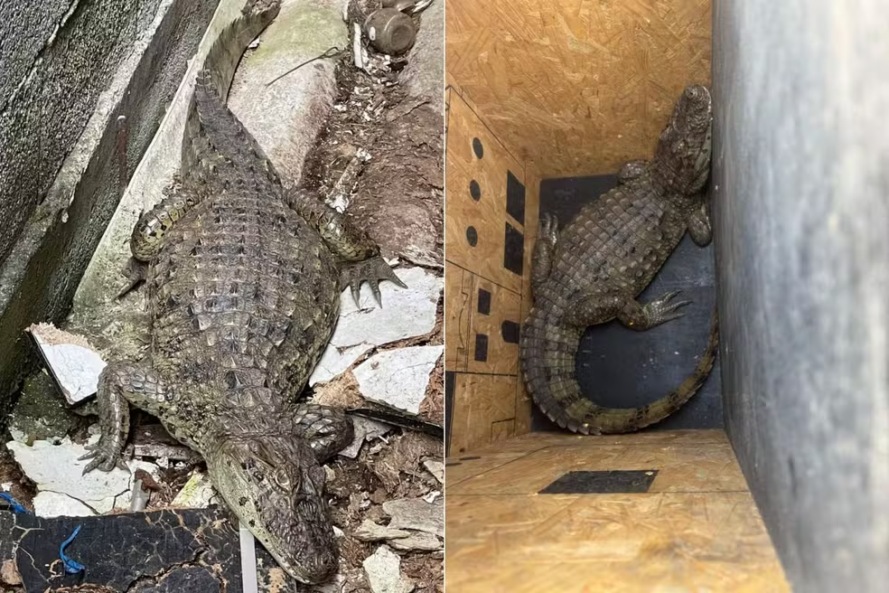 Jacaré ‘invade’ quintal de casa e é resgatado no litoral de SP