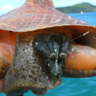 Raia ameaçada de extinção é solta após ficar presa em rede de pesca irregular em Caraguatatuba