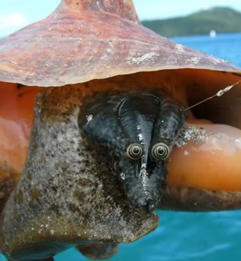 Raia ameaçada de extinção é solta após ficar presa em rede de pesca irregular em Caraguatatuba