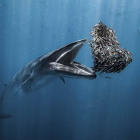 Foto de baleia “jantando” um cardume vence o concurso Ocean Photographer of the Year de 2024