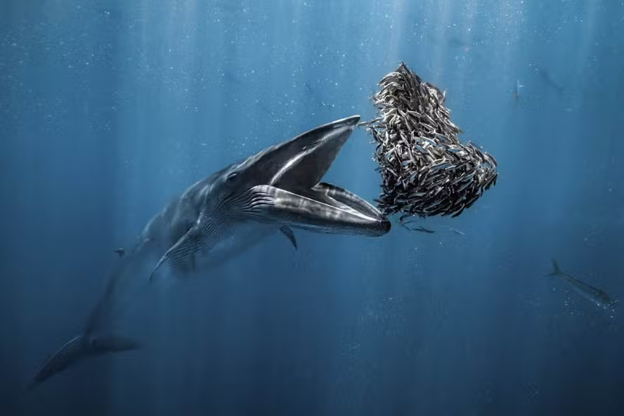 Foto de baleia “jantando” um cardume vence o concurso Ocean Photographer of the Year de 2024