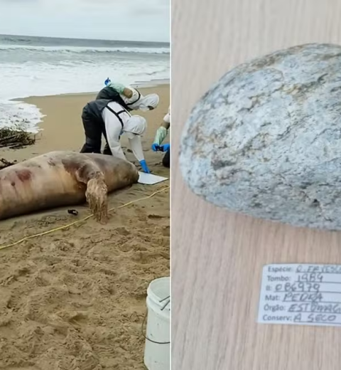 Corpo de turista que desapareceu no mar ao ir a praia pela primeira vez é encontrado no litoral de SP