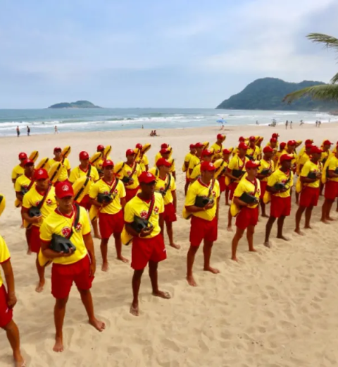 Lobo-marinho e pinguins são devolvidos ao mar após passarem por tratamento no litoral de SP