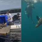 Lobo-marinho e pinguins são devolvidos ao mar após passarem por tratamento no litoral de SP