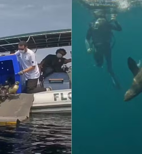 Mistério de “som alienígena” no fundo do oceano, que intrigava cientistas, é revelado