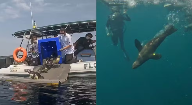 Lobo-marinho e pinguins são devolvidos ao mar após passarem por tratamento no litoral de SP