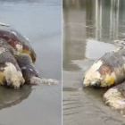 Raia ameaçada de extinção é solta após ficar presa em rede de pesca irregular em Caraguatatuba