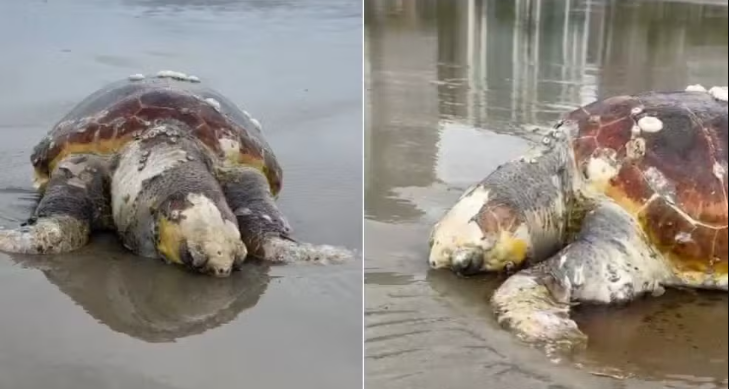 Tartaruga vulnerável à extinção é encontrada morta na beira do mar em Praia Grande