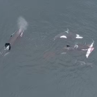 Tubarão pula em cima de barco e assusta pescadores na Nova Zelândia; veja vídeo