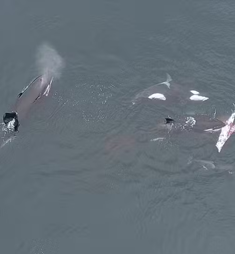 Tubarão pula em cima de barco e assusta pescadores na Nova Zelândia; veja vídeo