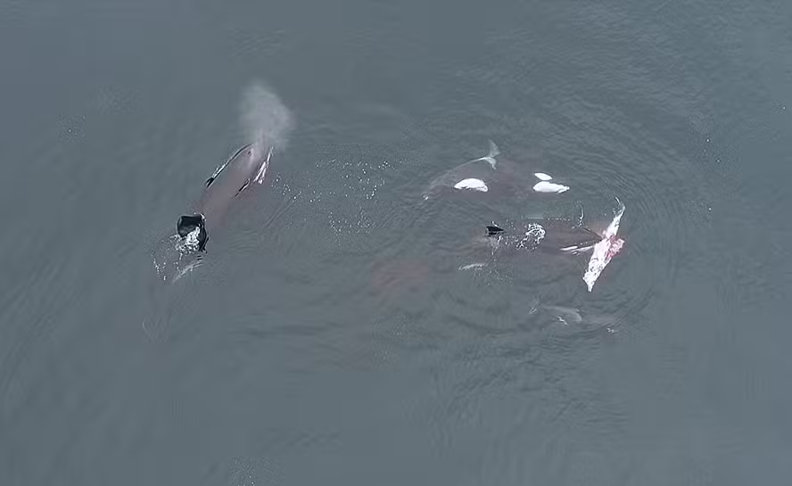 Grupo de orcas é observado dividindo alimentos entre si perto do Chile