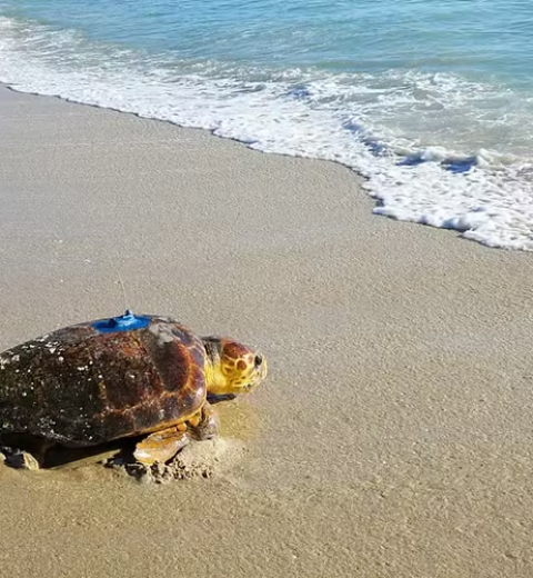 Câmera acoplada em guarda-vidas mostra turista sendo resgatada de afogamento no litoral de SP; veja vídeo