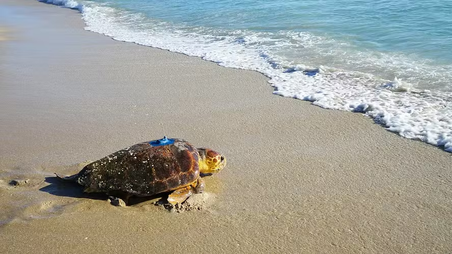 Como os satélites estão ajudando a conservar tartarugas marinhas